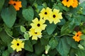 Loach branch of thunbergia alata. Yellow and orange flowers with black middle.