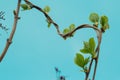 Loach, ivy, a plant that crawls intertwining with each other up. Blue background, isolated