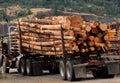 Load of cut logs