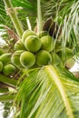 Load of fruits, upward view cluster of young green coconuts hanging on tree top with lush green foliage branch at tropical garden