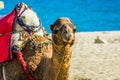 Loaded camel on moroccan beach on Mediterranean sea coast