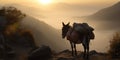 Loaded Domestic Donkey With Bags On A Mountain Path