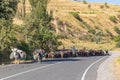 Loaded donkeys leading a herd of goats down a rural highway