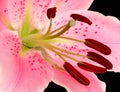 Loaded Stamens Royalty Free Stock Photo