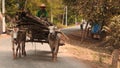 loaded vehicle with oxes Myanmar smooth zoom 1