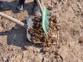 Loading heap of horse dung on the aluminum shovel Royalty Free Stock Photo