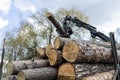 Loading heavy industrial truck trailer with big timber pine, spruce, cedar logs by crane grab loader tractor machine. Pile Royalty Free Stock Photo