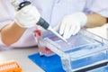 Loading samples into gel for electrophoresis Royalty Free Stock Photo