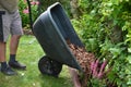 Loading torture wood chips bark on a wheel with a shovel from a car and delivery to the garden where ornamental perennial beds are Royalty Free Stock Photo