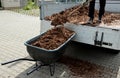 Loading torture wood chips bark on a wheel with a shovel from a car and delivery to the garden where ornamental perennial beds are Royalty Free Stock Photo