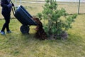 Loading torture wood chips bark on a wheelbarrow with a shovel from a car and delivery to the garden where ornamental perennial b