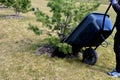 Loading torture wood chips bark on a wheelbarrow  with a shovel from a car and delivery to the garden where ornamental perennial b Royalty Free Stock Photo
