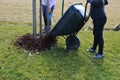 Loading torture wood chips bark on a wheelbarrow with a shovel from a car and delivery to the garden where ornamental perennial b