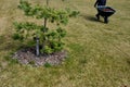 Loading torture wood chips bark on a wheelbarrow with a shovel from a car and delivery to the garden where ornamental perennial b