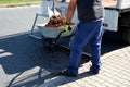 Loading torture wood chips bark on a wheelbarrow  with a shovel from a car and delivery to the garden where ornamental perennial b Royalty Free Stock Photo