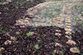 Loading torture wood chips bark on a wheelbarrow  with a shovel from a car and delivery to the garden where ornamental perennial b Royalty Free Stock Photo