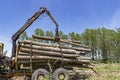 Loading A Truck With Tree Logs - Lumber Industry - Deforestation