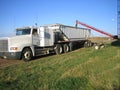 Loading wheat into trucks