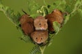 Loads of Harvest mice playing on a fern Royalty Free Stock Photo