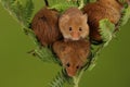 Loads of Harvest mice playing on a fern Royalty Free Stock Photo