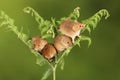 Loads of Harvest mice playing on a fern Royalty Free Stock Photo