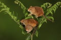 Loads of Harvest mice playing on a fern Royalty Free Stock Photo