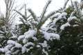 Loads of snow on branches of common yew with immature cones