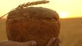 Loaf Of Bread With An Ear Of Wheat, In Hands Of Girl Over Wheat Field In Sunset. Close-up. Delicious Bread In Hands