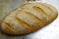 A loaf of kamut bread on a baking sheet Royalty Free Stock Photo