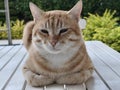 Loafing Orange Egyptian Mau Cat Royalty Free Stock Photo