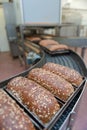 Loafs of bread in the factory