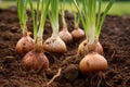 Loamy Onion soil plant. Generate Ai Royalty Free Stock Photo