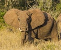 Loan Elephant in Tsavo national park kenya east africa in Tsavo national park kenya east africa Royalty Free Stock Photo