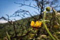 Loasa family plant, native chilean plant close up