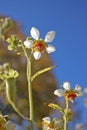 Loasa tricolor in autumn Royalty Free Stock Photo