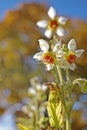 Loasa tricolor in autumn Royalty Free Stock Photo