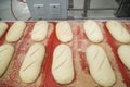 Loaves of unbaked sourdough bread on a conveyor