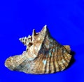 Lobatus Gigas marine giant shell on blue background. marine or summer concept