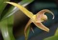 Lobb`s Bulbophyllum Orchid