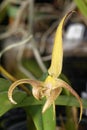 Lobb`s Bulbophyllum Orchid