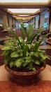 Very large pots with tropical and green plants that make the interior of a hotel beautiful