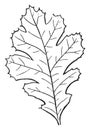 Lobed Leaf vintage illustration