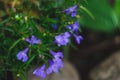 Lobelia. Blue tail Lobelia sapphire flowers. Edging Lobelia. Flowers as backgrounds. Royalty Free Stock Photo