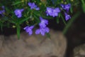 Lobelia. Blue tail Lobelia sapphire flowers. Edging Lobelia. Flowers as backgrounds. Royalty Free Stock Photo