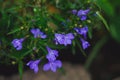 Lobelia. Blue tail Lobelia sapphire flowers. Edging Lobelia. Flowers as backgrounds. Royalty Free Stock Photo