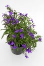 Lobelia. Blue Trailing Lobelia Sapphire flowers or Edging Lobelia, Garden Lobelia in pot on isolated white background. Floral patt Royalty Free Stock Photo