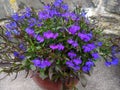 Lobelia `Crystal Palace` Royalty Free Stock Photo