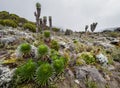 Lobelia deckenii - high altitude Moorland zones unique plant with fogged Dendrosenecio Royalty Free Stock Photo