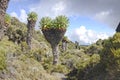 This lobelia is endemic to Kilimanjaro Royalty Free Stock Photo