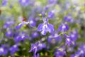 Lobelia erinus in bloom, bunch of amazing pot flower on balcony in sunlight Royalty Free Stock Photo